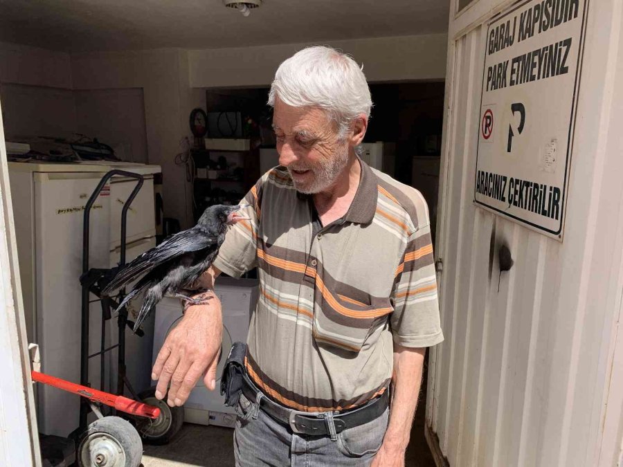 Yaralı Kargayı Recep Amca Kurtardı
