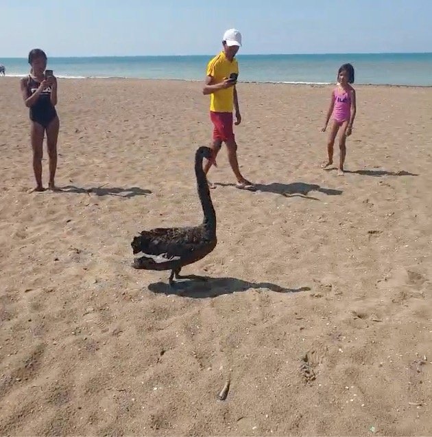 Koruma Altındaki Siyah Kuğu, Türkiye’de İkinci Kez Antalya’da Görüldü