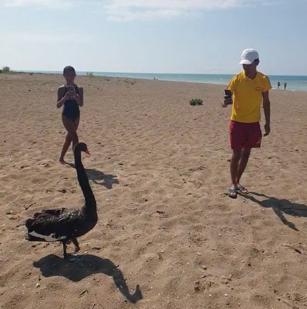 Koruma Altındaki Siyah Kuğu, Türkiye’de İkinci Kez Antalya’da Görüldü