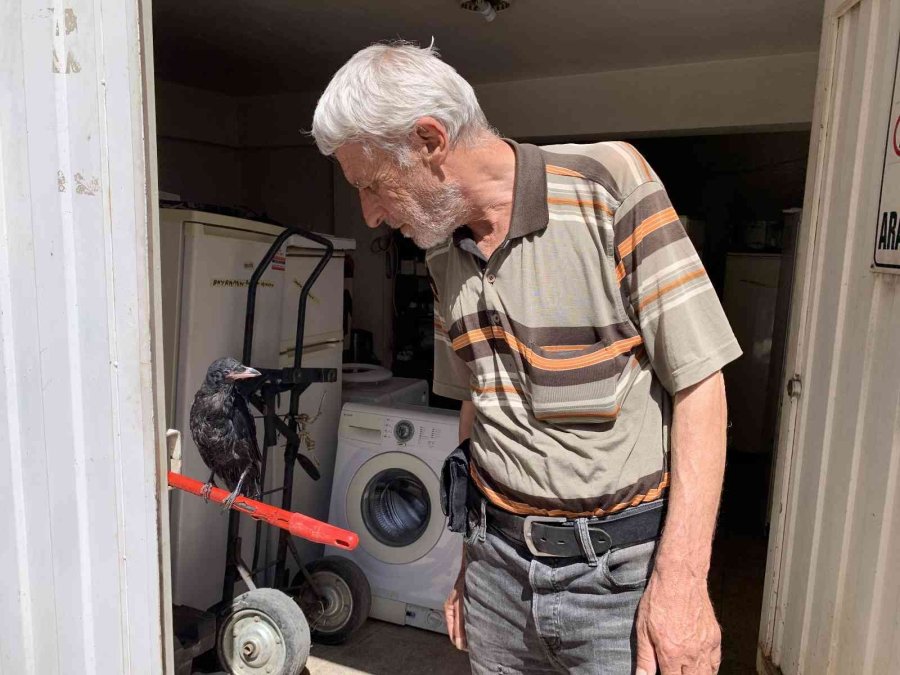 Yaralı Kargayı Recep Amca Kurtardı