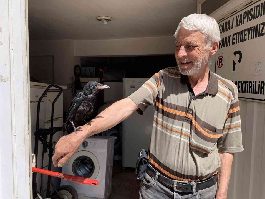 Yaralı Kargayı Recep Amca Kurtardı