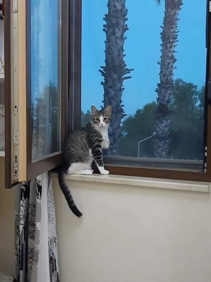 Bir Bacağı Ampute Kediyi Bulana 2 Bin Tl’lik Ödül