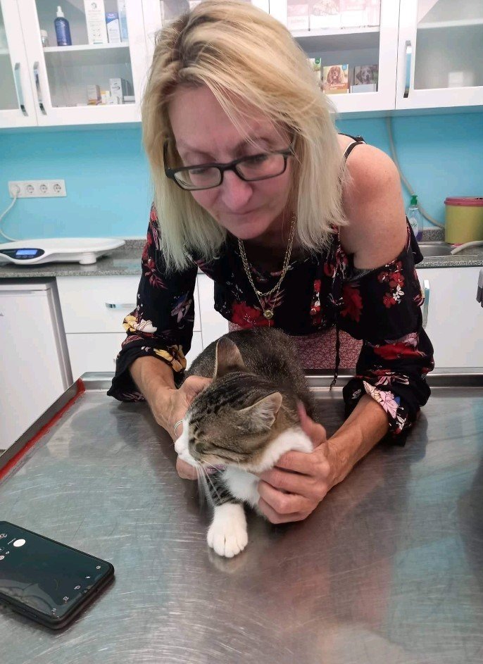 Bir Bacağı Ampute Kediyi Bulana 2 Bin Tl’lik Ödül