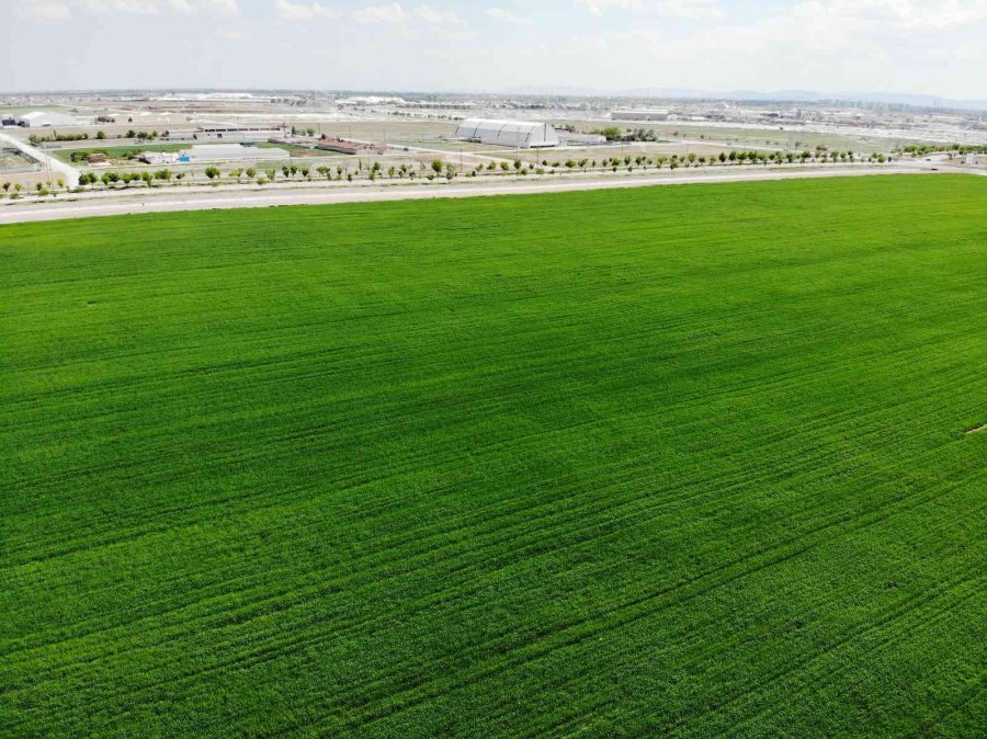 Konya’da Yağışlar Rekolteyi Arttırıyor