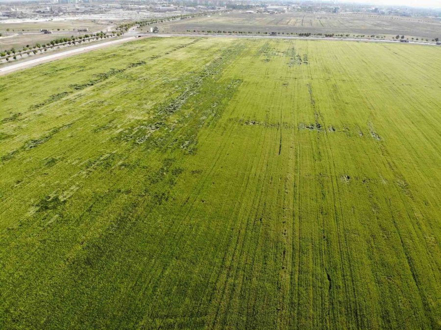 Konya’da Yağışlar Rekolteyi Arttırıyor