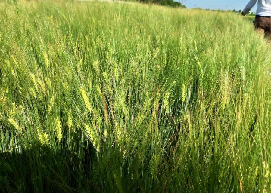 Konya’da Yağışlar Rekolteyi Arttırıyor