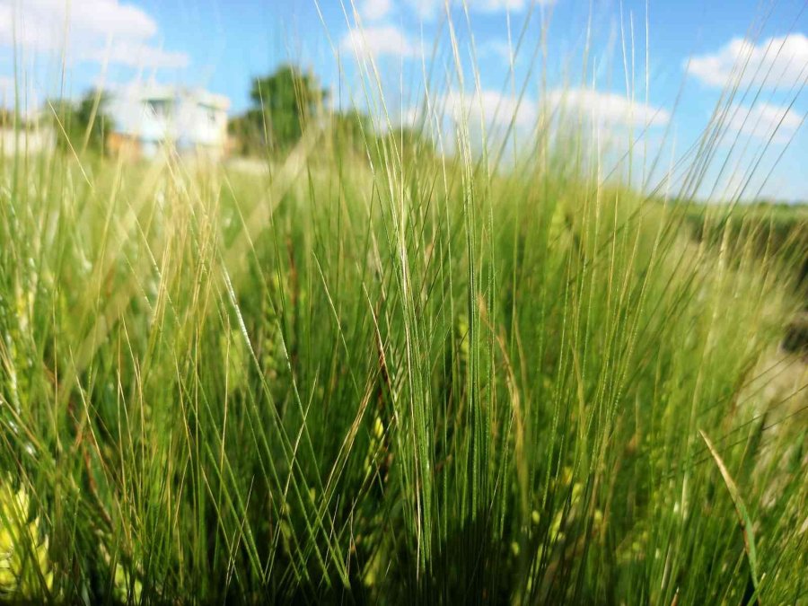 Konya’da Yağışlar Rekolteyi Arttırıyor
