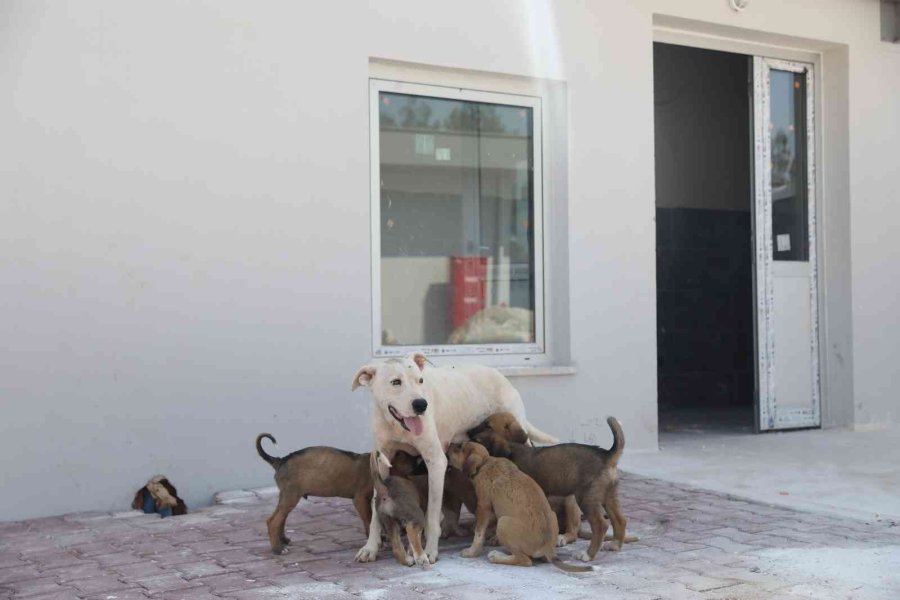Sokak Hayvanları Geçici Bakım Evi Ve Rehabilitasyon Merkezi İnşaatı Tamamlandı