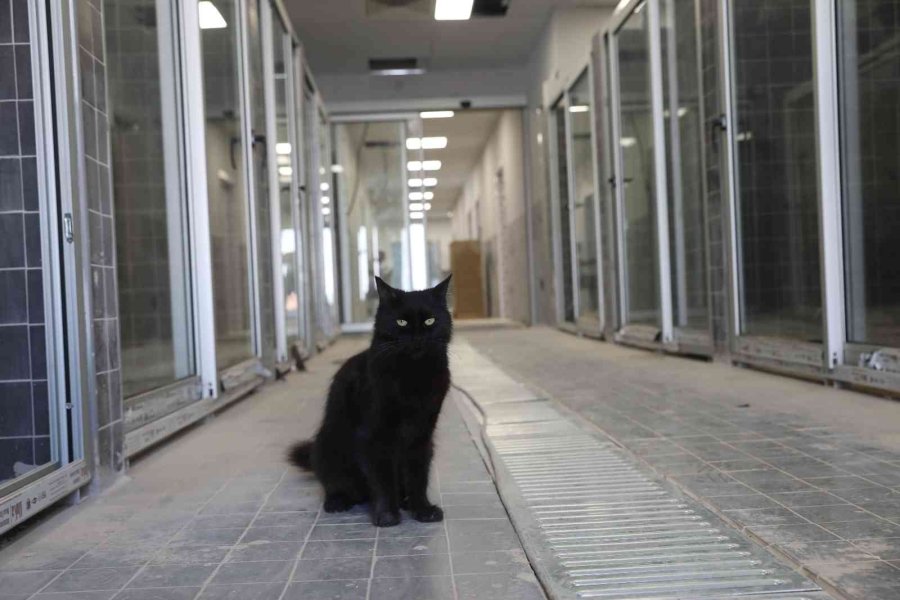 Sokak Hayvanları Geçici Bakım Evi Ve Rehabilitasyon Merkezi İnşaatı Tamamlandı