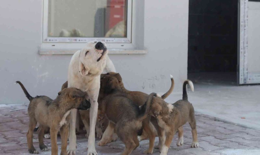 Sokak Hayvanları Geçici Bakım Evi Ve Rehabilitasyon Merkezi İnşaatı Tamamlandı