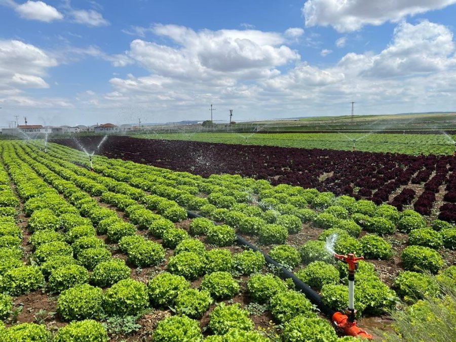 Tarladan 1,5 Liraya Çıkan Marul Marketti 7-8 Lira
