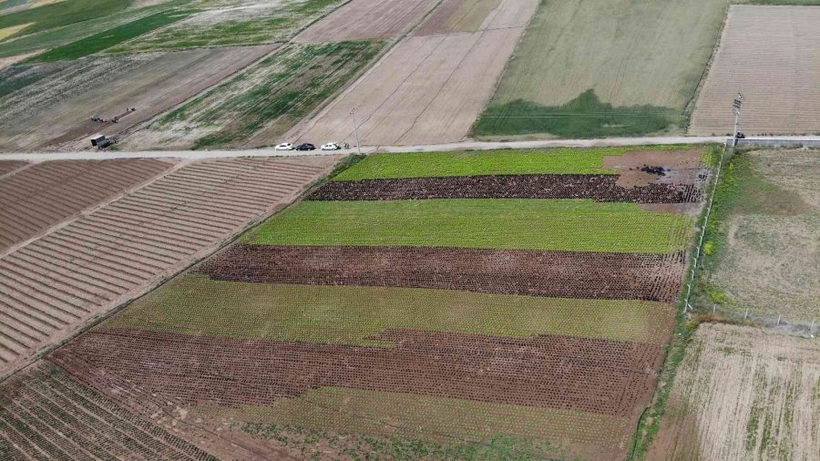 Tarladan 1,5 Liraya Çıkan Marul Marketti 7-8 Lira