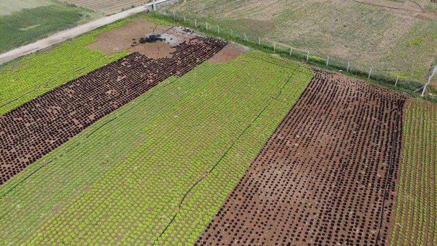 Tarladan 1,5 Liraya Çıkan Marul Marketti 7-8 Lira