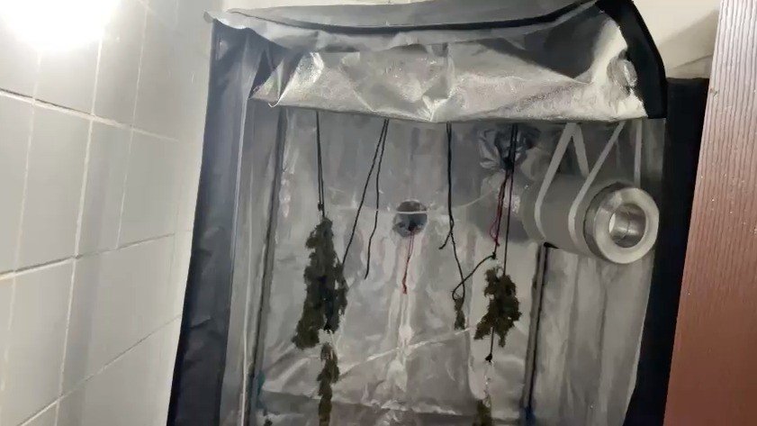 Evinin Tuvaletinde Uyuşturucu Yetiştiren Şüpheli Suçüstü Yakalandı