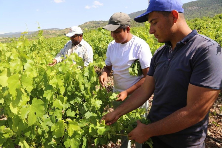 Konya’da Üzüm Yaprağı Hasadı Başladı