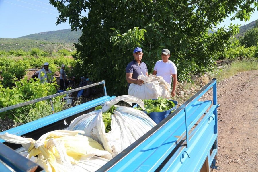 Konya’da Üzüm Yaprağı Hasadı Başladı