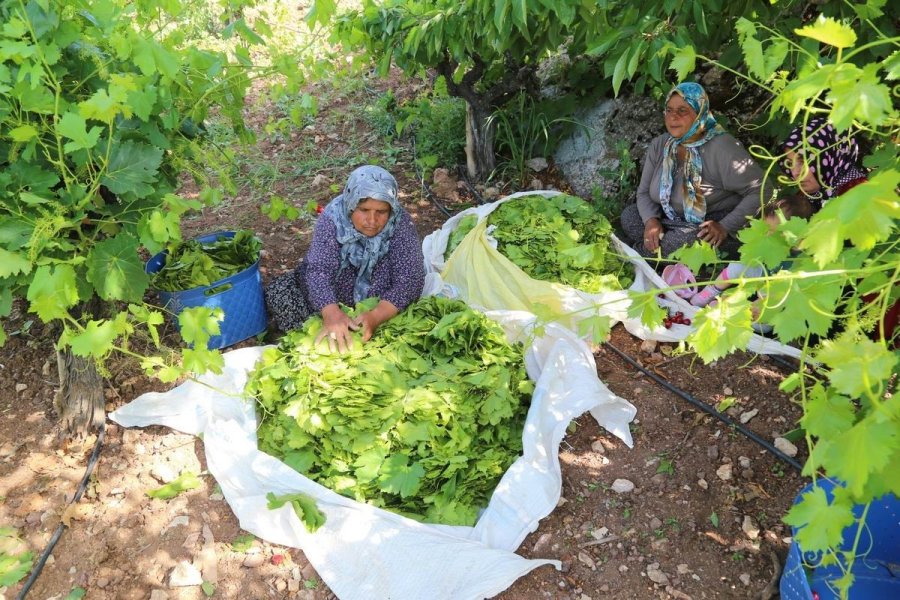 Konya’da Üzüm Yaprağı Hasadı Başladı