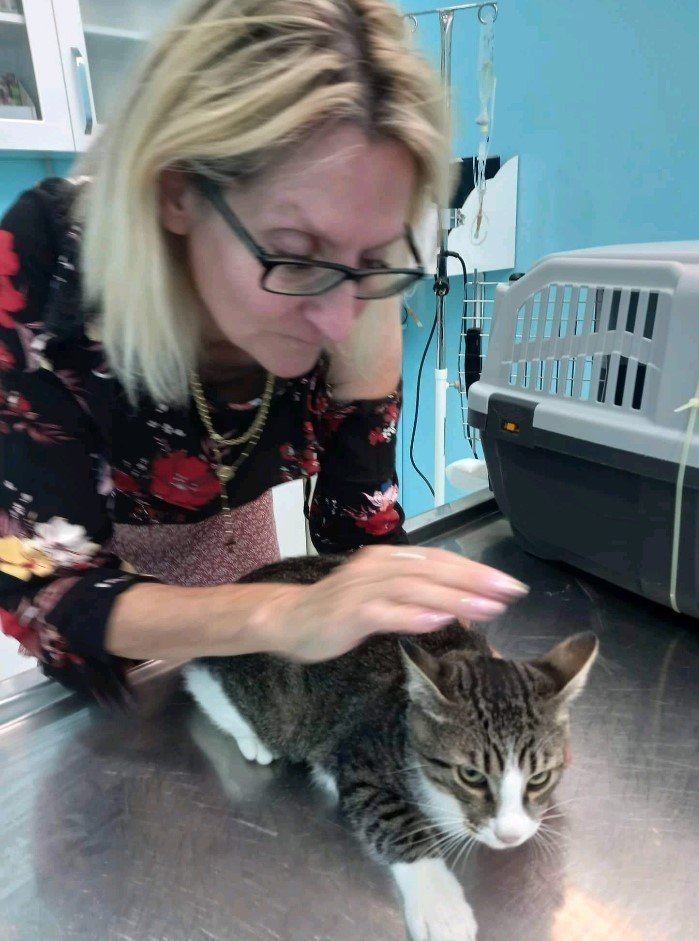 Bir Bacağı Ampute Kediyi Bulana 2 Bin Tl’lik Ödül