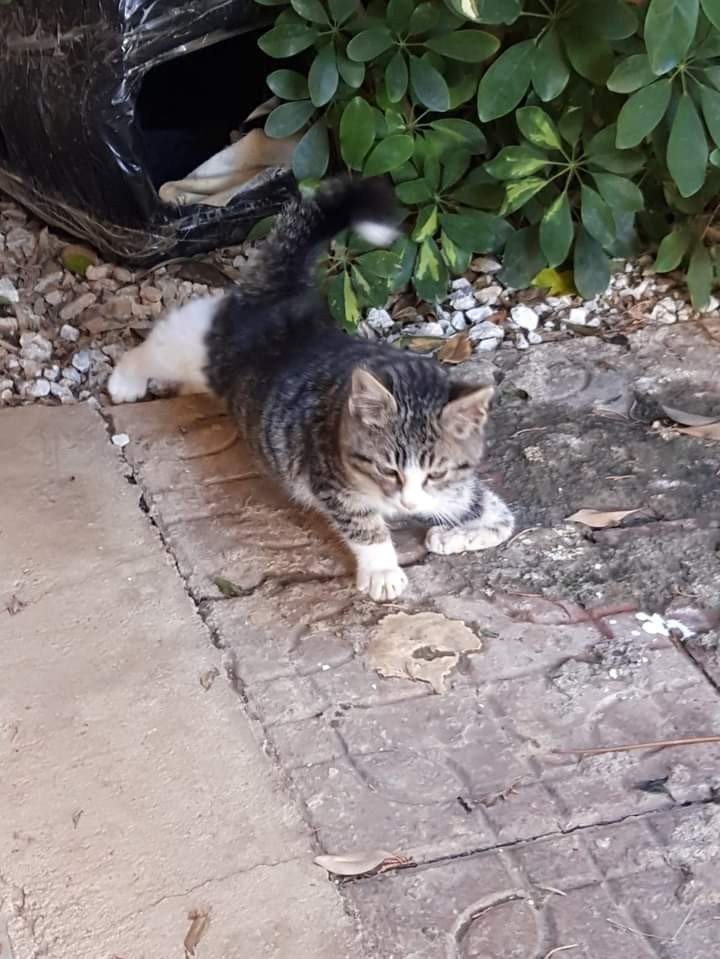 Bir Bacağı Ampute Kediyi Bulana 2 Bin Tl’lik Ödül