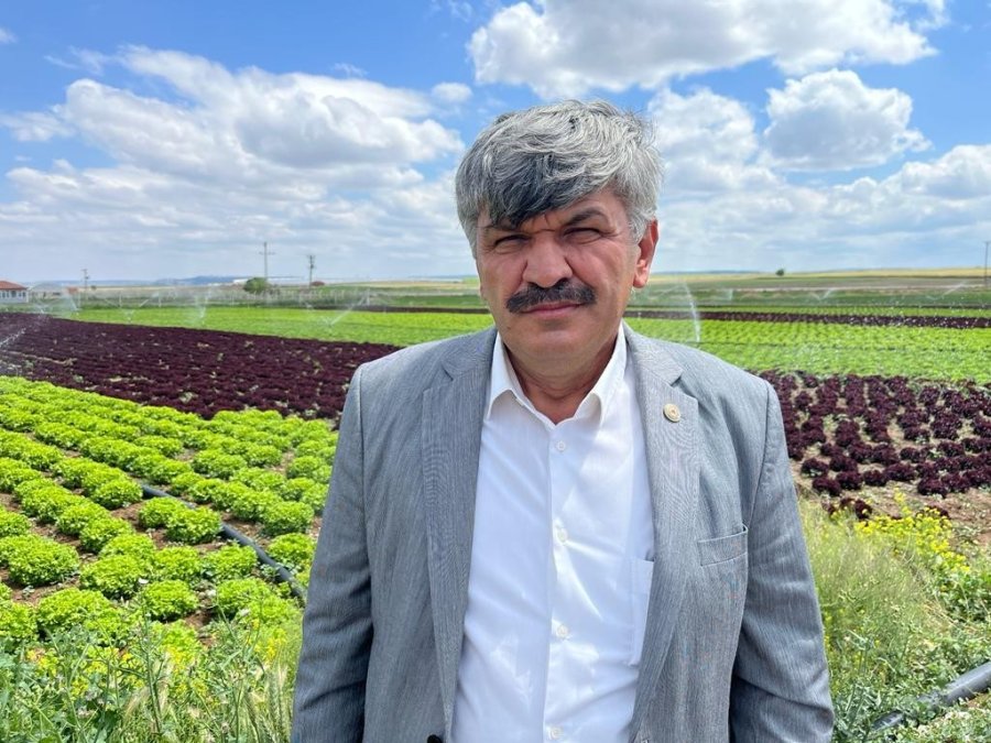 Tarladan 1,5 Liraya Çıkan Marul Marketti 7-8 Lira