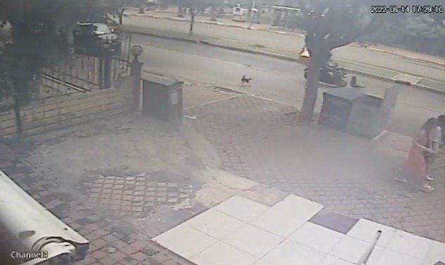 Kediden Kaçan Köpeğe Motosiklet Çarptı, O Anlar Kameraya Yansıdı