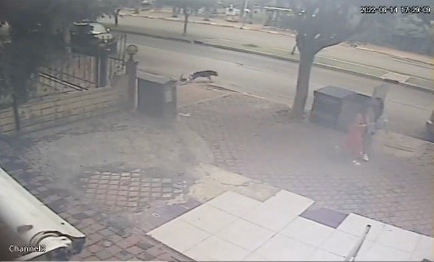 Kediden Kaçan Köpeğe Motosiklet Çarptı, O Anlar Kameraya Yansıdı