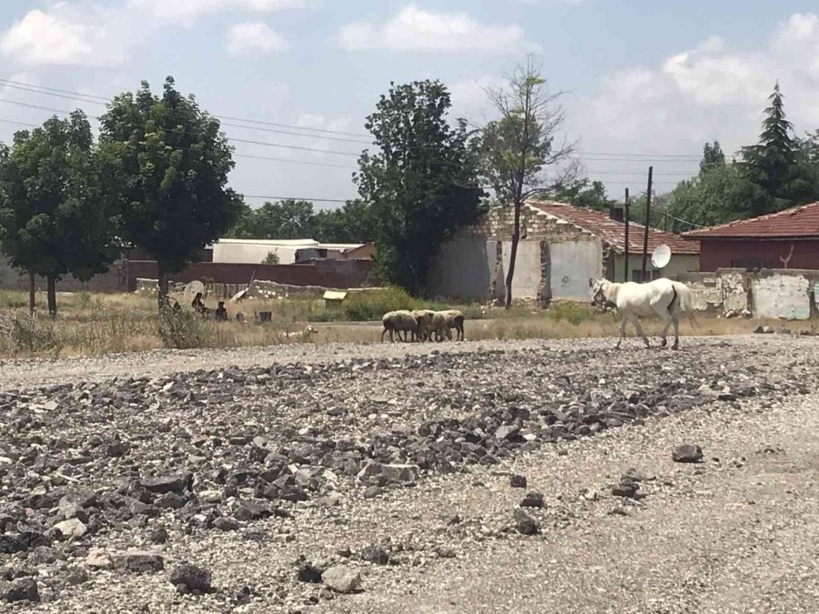 Eskişehir’de Başıboş At Sorununa Çözüm Bulunamıyor