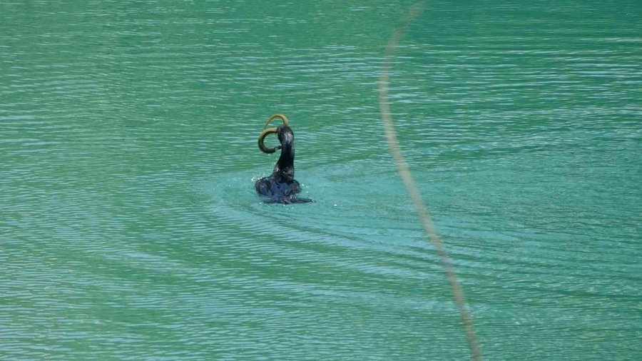 Manavgat Irmağı’nda Balıkçıl İle Yılan Balığının Mücadelesi