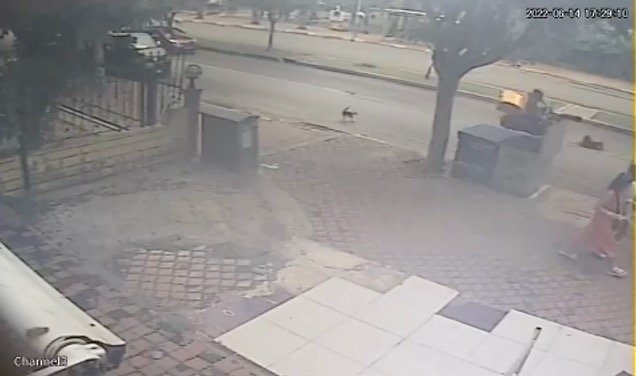 Kediden Kaçan Köpeğe Motosiklet Çarptı, O Anlar Kameraya Yansıdı