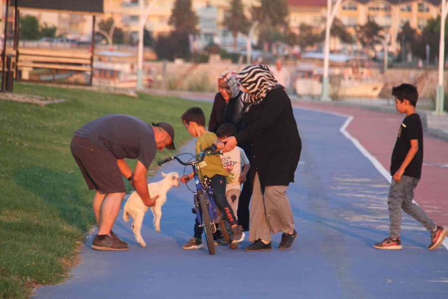 Ailesinin Aldığı ’pamuk’ İsimli Oğlağı Biberonla Besliyor