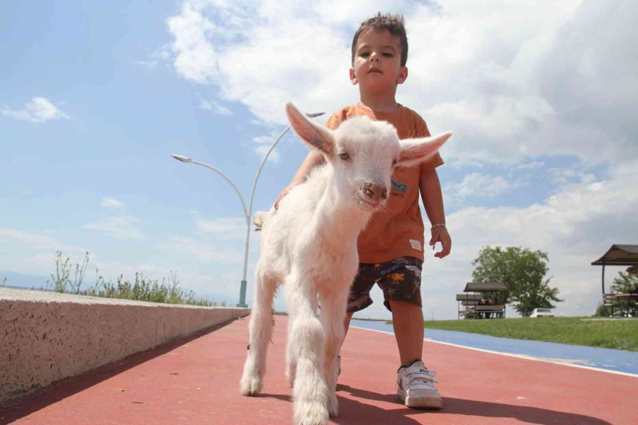 Ailesinin Aldığı ’pamuk’ İsimli Oğlağı Biberonla Besliyor