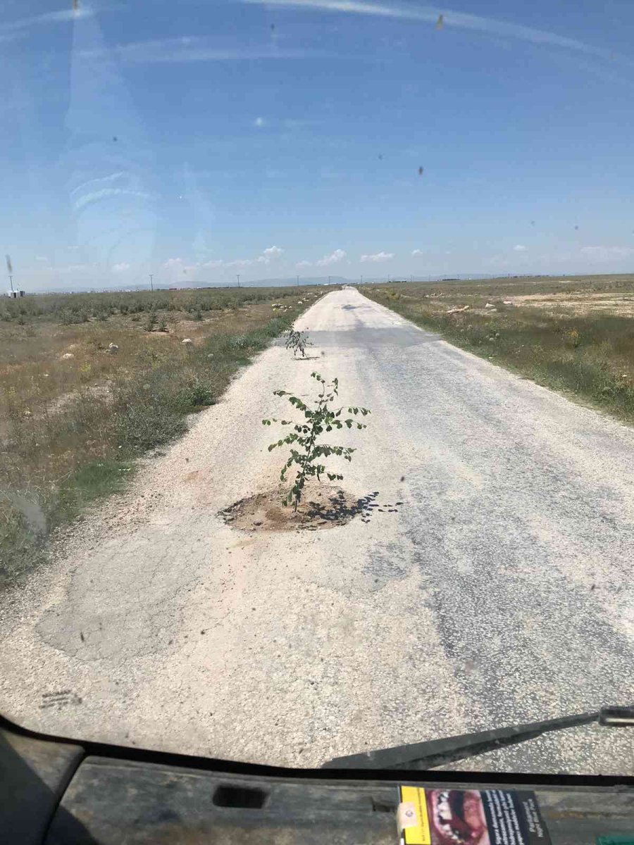 Bozuk Yola Dikkat Çekmek İçin Ağaç Diktiler
