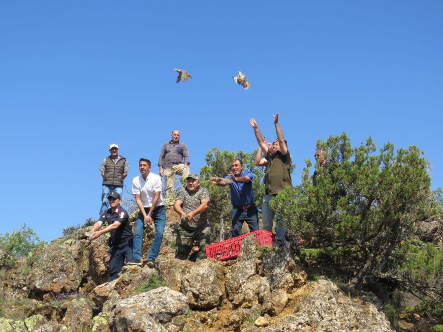 Mihalıççık’ta 750 Kınalı Keklik Doğaya Salındı