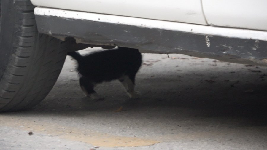 Aracın Kaputuna Giren Kediyi, Kedi Sesiyle Kurtardılar