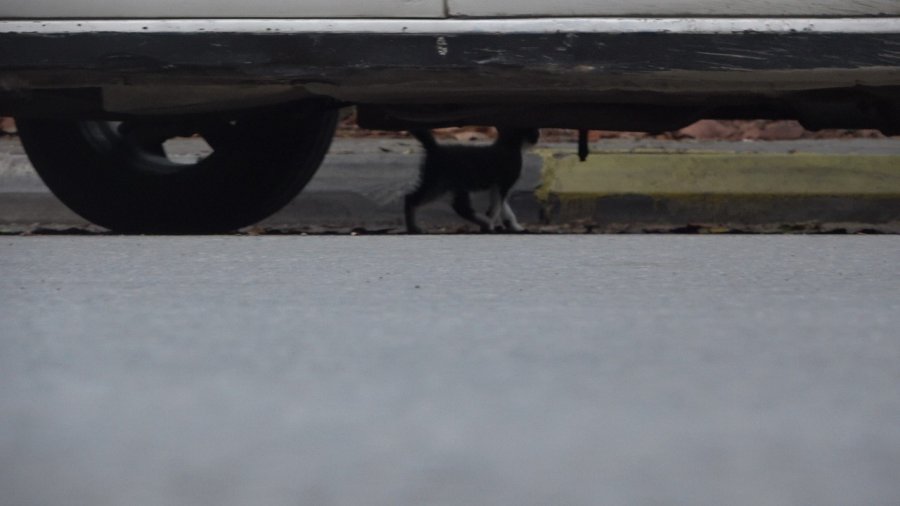 Aracın Kaputuna Giren Kediyi, Kedi Sesiyle Kurtardılar