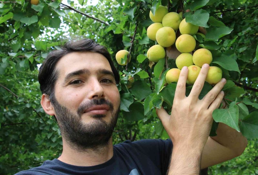 Kayısıda Çağataybey Farkı