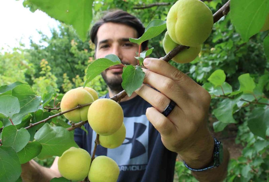 Kayısıda Çağataybey Farkı