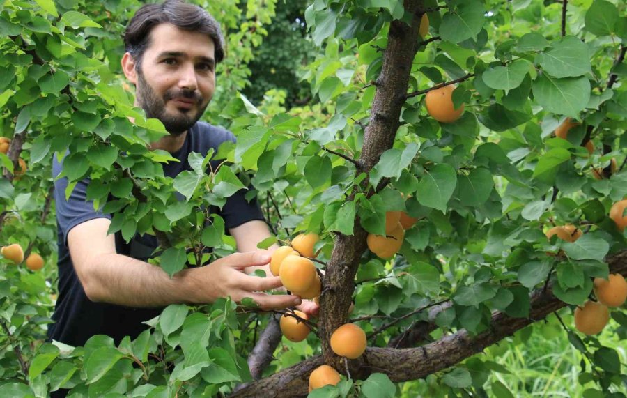 Kayısıda Çağataybey Farkı