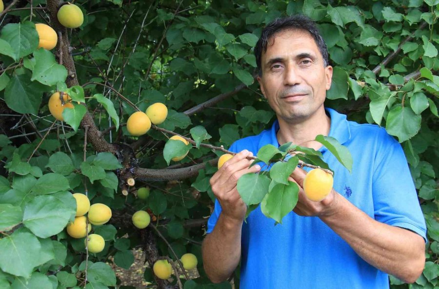 Kayısıda Çağataybey Farkı