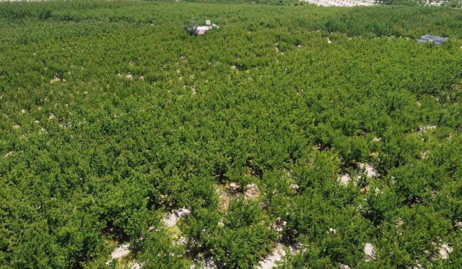 Kayısıda Çağataybey Farkı