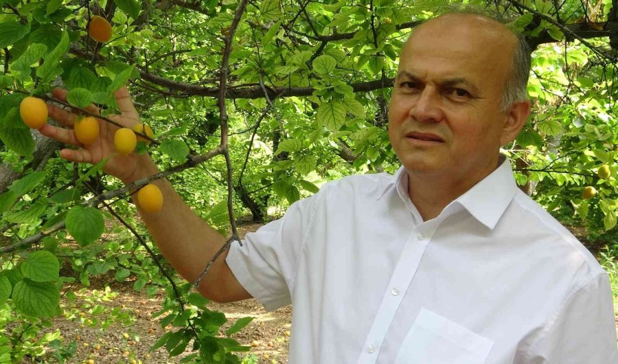 Kayısıda Çağataybey Farkı