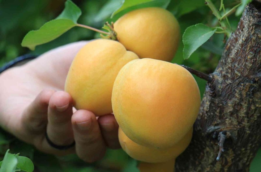 Kayısıda Çağataybey Farkı