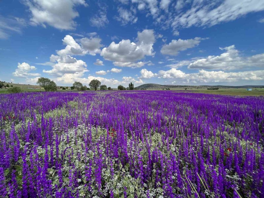 Mor Renkli Yabani Otlar Görenleri Hayran Bırakıyor