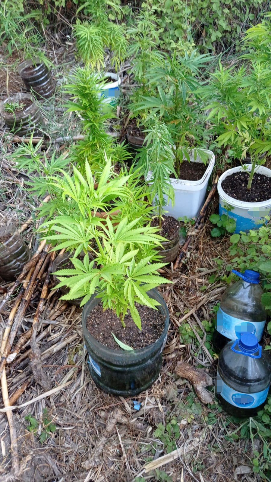 Jandarmadan Sazlıkta Hint Keneviri Üretimine Suçüstü