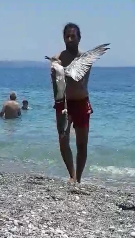 Hayalet Ağa Takılan Martıya Hayat Kurtaran Müdahale