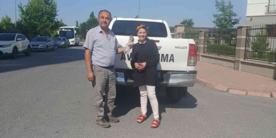 Yaralı Leylek Ve Yavru Kerkenez Emin Ellerde