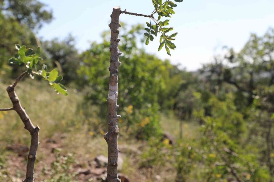 Ali Dağı’nda Antep Fıstığı Yetişecek