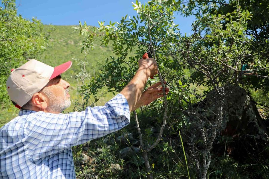Ali Dağı’nda Antep Fıstığı Yetişecek