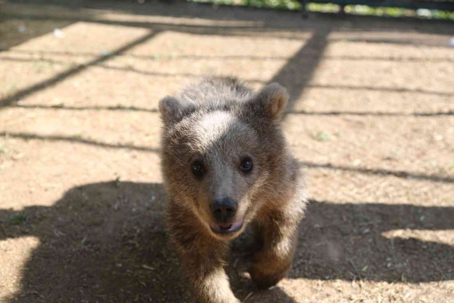 Sinop Ve Van’dan Getirilen İki Yavru Ayı, Hayvanat Bahçesine Renk Kattı