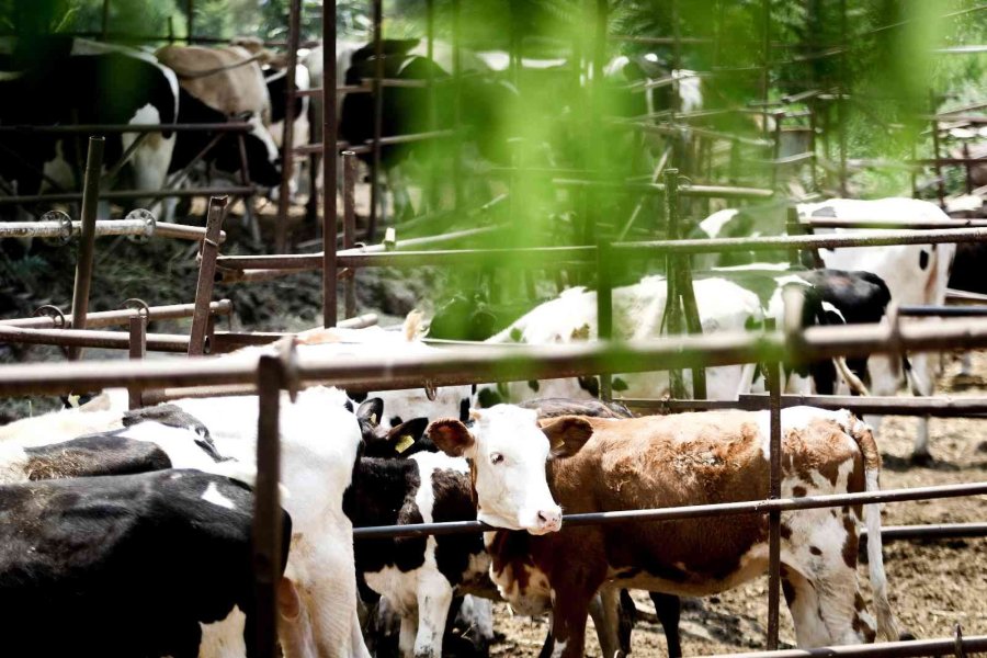 Evde Canı Sıkılan Kadın Hayvancılık İşine Girip 15 Yılda Servet Sahibi Oldu